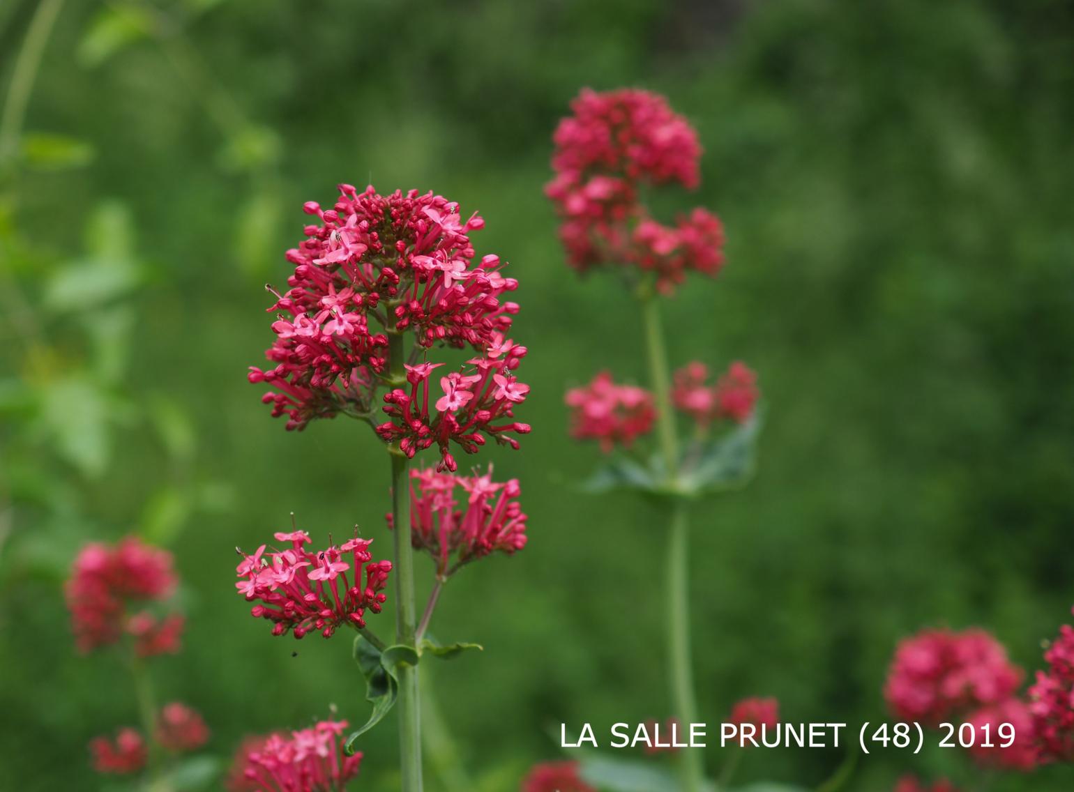 Valerian, Red